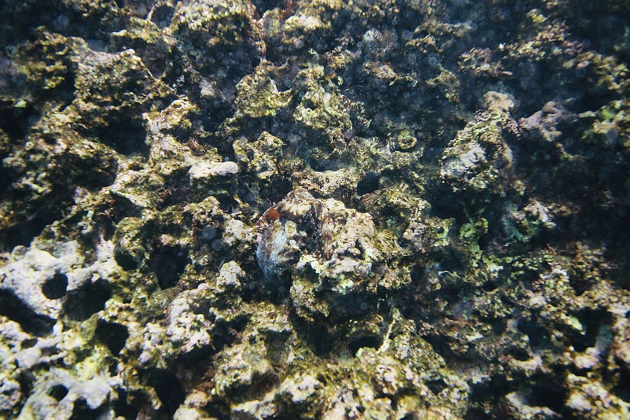 An octopus camouflaging itself on coral